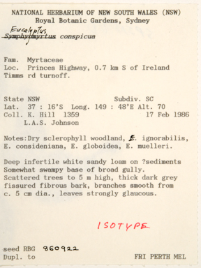 APII jpeg image of Eucalyptus conspicua  © contact APII