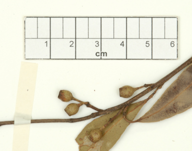 APII jpeg image of Eucalyptus acmenoides  © contact APII