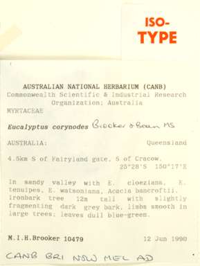 APII jpeg image of Eucalyptus corynodes  © contact APII
