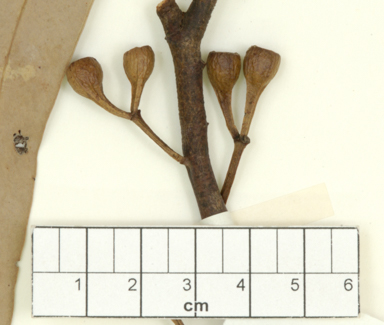 APII jpeg image of Eucalyptus corynodes  © contact APII
