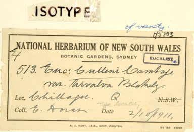 APII jpeg image of Eucalyptus cullenii  © contact APII