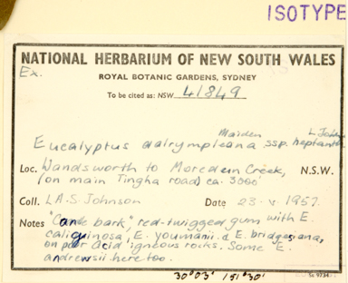 APII jpeg image of Eucalyptus dalrympleana subsp. heptantha  © contact APII