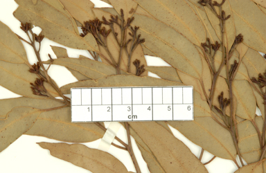 APII jpeg image of Eucalyptus decolor  © contact APII