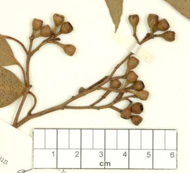 APII jpeg image of Eucalyptus decolor  © contact APII