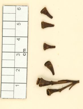 APII jpeg image of Eucalyptus decorticans  © contact APII