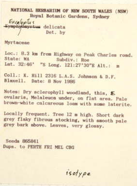 APII jpeg image of Eucalyptus delicata  © contact APII