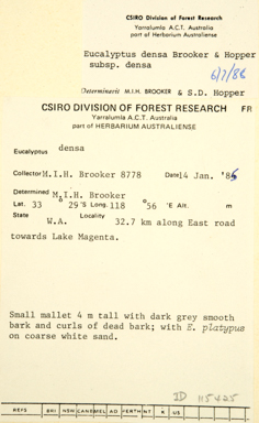 APII jpeg image of Eucalyptus densa subsp. densa  © contact APII