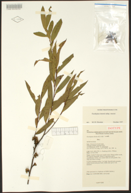 APII jpeg image of Eucalyptus moorei subsp. moorei  © contact APII