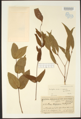 APII jpeg image of Eucalyptus dives x radiata  © contact APII