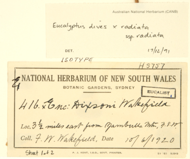 APII jpeg image of Eucalyptus dives x radiata  © contact APII