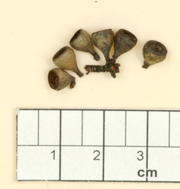 APII jpeg image of Eucalyptus dives x radiata  © contact APII