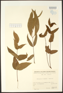 APII jpeg image of Eucalyptus dives x radiata  © contact APII