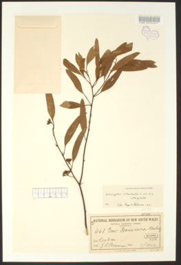 APII jpeg image of Eucalyptus intertexta x viridis  © contact APII