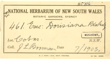 APII jpeg image of Eucalyptus intertexta x viridis  © contact APII