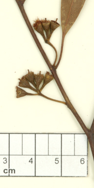 APII jpeg image of Eucalyptus intertexta x viridis  © contact APII