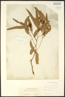 APII jpeg image of Eucalyptus crebra  © contact APII