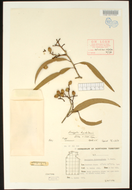 APII jpeg image of Eucalyptus drysdalensis  © contact APII