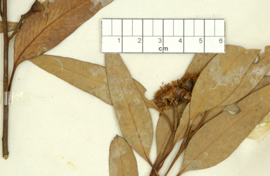 APII jpeg image of Eucalyptus dumosa  © contact APII