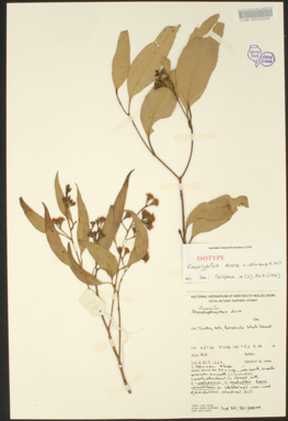 APII jpeg image of Eucalyptus dura  © contact APII