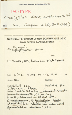 APII jpeg image of Eucalyptus dura  © contact APII