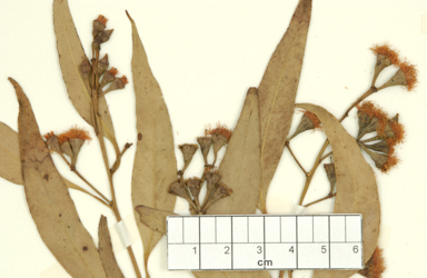 APII jpeg image of Eucalyptus dura  © contact APII