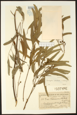 APII jpeg image of Eucalyptus intertexta x sideroxylon  © contact APII