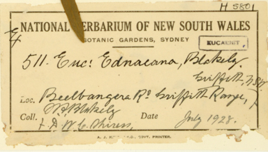 APII jpeg image of Eucalyptus intertexta x sideroxylon  © contact APII