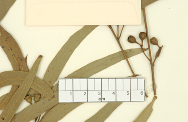 APII jpeg image of Eucalyptus intertexta x sideroxylon  © contact APII