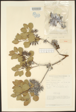 APII jpeg image of Eucalyptus educta  © contact APII