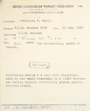 APII jpeg image of Eucalyptus educta  © contact APII