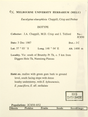 APII jpeg image of Eucalyptus elaeophloia  © contact APII