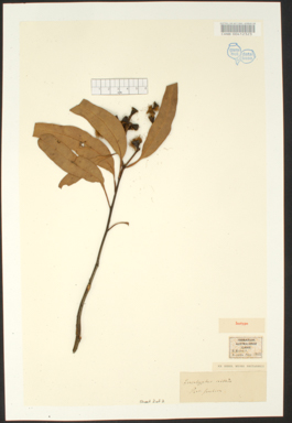 APII jpeg image of Corymbia eximia  © contact APII