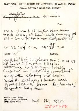 APII jpeg image of Eucalyptus extensa  © contact APII