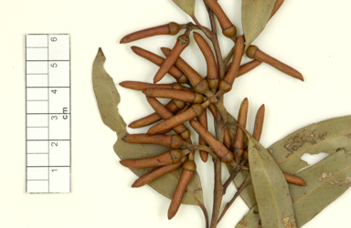 APII jpeg image of Eucalyptus extensa  © contact APII