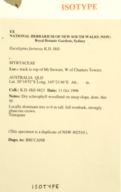 APII jpeg image of Eucalyptus farinosa  © contact APII