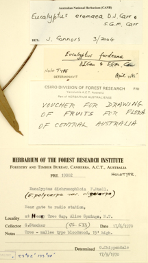 APII jpeg image of Corymbia eremaea  © contact APII