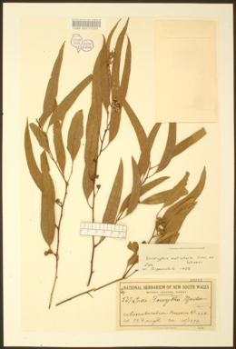 APII jpeg image of Eucalyptus melliodora  © contact APII