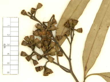 APII jpeg image of Eucalyptus moluccana x siderophloia  © contact APII