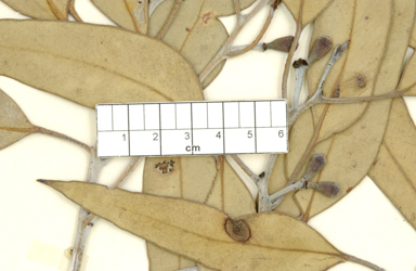 APII jpeg image of Eucalyptus georgei subsp. georgei  © contact APII