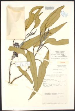 APII jpeg image of Eucalyptus georgei subsp. fulgida  © contact APII