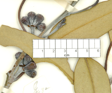 APII jpeg image of Eucalyptus georgei subsp. fulgida  © contact APII