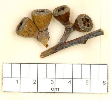 APII jpeg image of Eucalyptus georgei subsp. fulgida  © contact APII