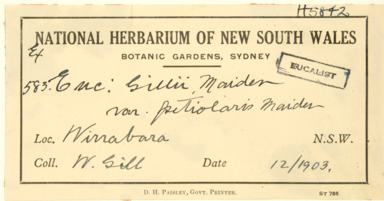 APII jpeg image of Eucalyptus gillii x socialis  © contact APII