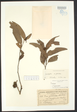 APII jpeg image of Eucalyptus globoidea x Eucalyptus  © contact APII