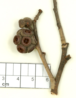 APII jpeg image of Eucalyptus globoidea x Eucalyptus  © contact APII