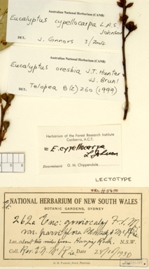 APII jpeg image of Eucalyptus cypellocarpa  © contact APII
