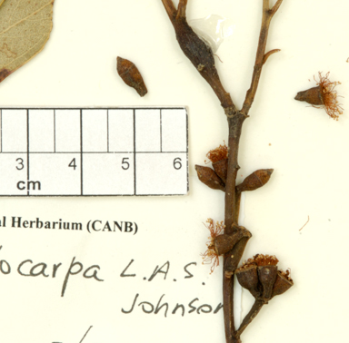 APII jpeg image of Eucalyptus cypellocarpa  © contact APII