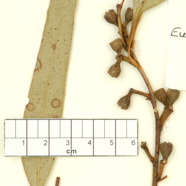 APII jpeg image of Eucalyptus cypellocarpa  © contact APII