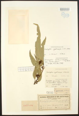 APII jpeg image of Eucalyptus cypellocarpa  © contact APII