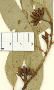 APII jpeg image of Eucalyptus cypellocarpa  © contact APII